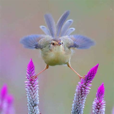 Rainbow Fields Of Flowers Photo Aves Ave Silvestre Aves Bonitas