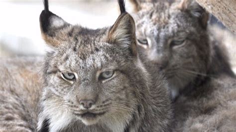 Two Canada Lynx Shot Dead Wardens Offer Reward For Information