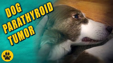 Dog Parathyroid Tumor Youtube