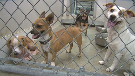 Temple Animal Shelter Lets Veterans Adopt Pets For Free