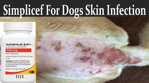 Simplicef For Dogs Skin Infection Best Canine Antibiotic