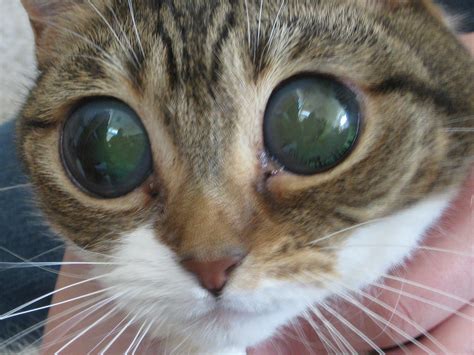 Different Dilated Pupils In Cats Cat Meme Stock Pictures And Photos