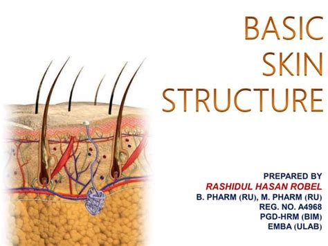 Basic Skin Structure Ppt