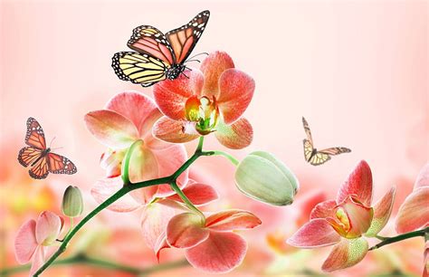 Hd Wallpaper Monarch Butterfly And Pink Moth Orchids Summer Flowers