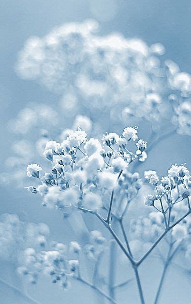 Art background beautiful beauty blue design fashion all background wallpapers found here are believed to be in the public domain. Blue baby breath white | Light blue aesthetic, Blue ...