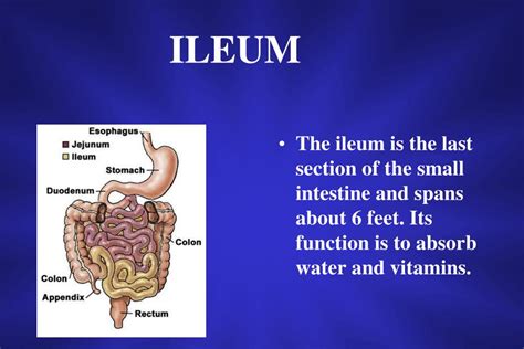 Ppt Small Intestine Powerpoint Presentation Free Download Id3840178