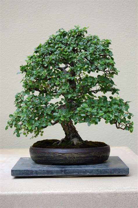 Maybe you would like to learn more about one of these? 'Best In The Northwest' at The Pacific Rim Bonsai ...