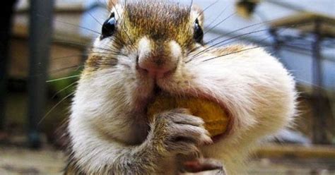 How Do Squirrels Store Food In Their Cheeks Knowyourscience