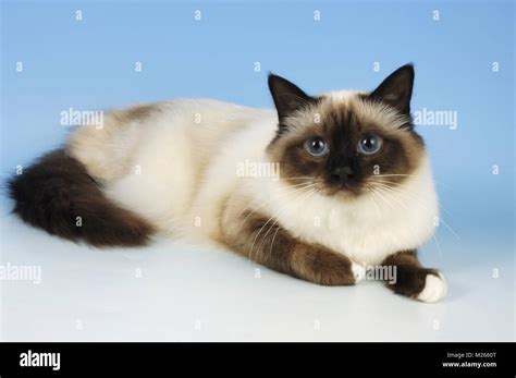 Seal Point Birman Cat Lying On Blue Background Stock Photo Alamy