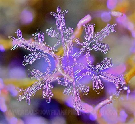 Real Snowflake Photography By Karla Jean Booth Snowflake Photography