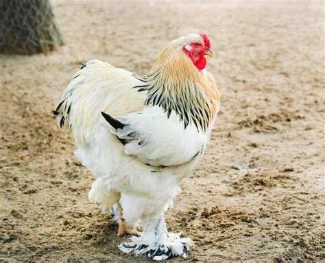 Light Brahma Chicken Breed Info Where To Buy Chicken And Chicks Info