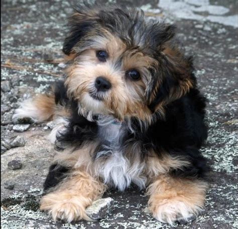 What You Should Know About Yorkie Shih Tzu Mix Junees Magic