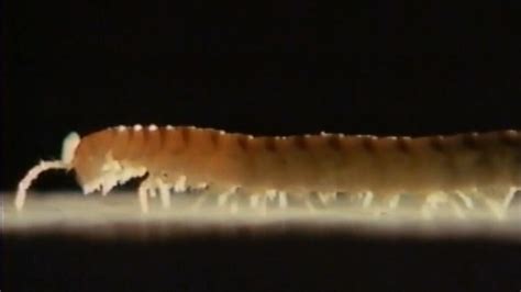 Millipede Swarms Once Stopped Japanese Trains In Their Tracks The New