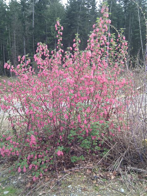 Wild Red Flowering Currant The British Columbia Food History Network