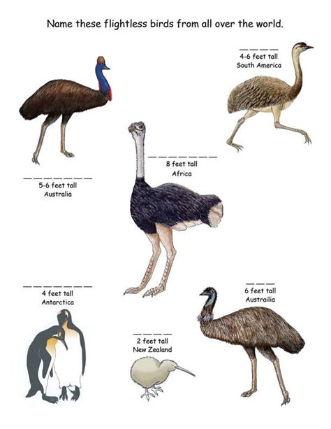 Name The Flightless Birds From Around The World From Exploring Nature