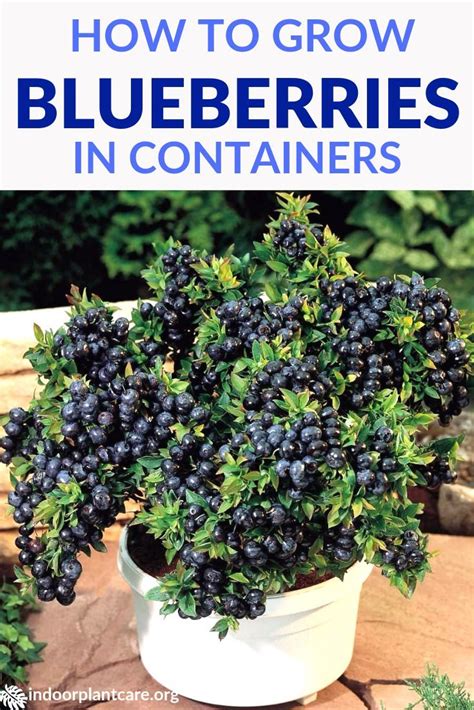 Its Pretty Easy To Grow Blueberries In Containers With This Simple
