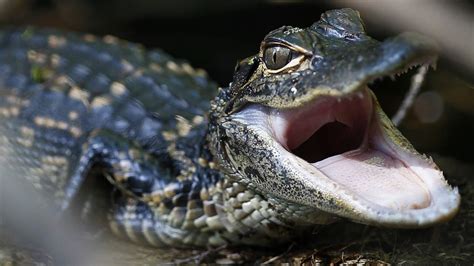 Watch This Baby Alligator Do The Cutest Death Roll Youve Ever Seen