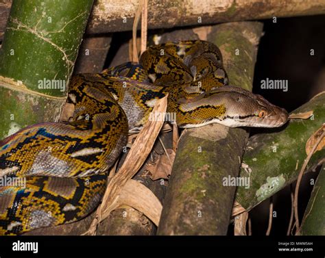 Snakes Of The Krabi Region Of Thailand Hi Res Stock Photography And