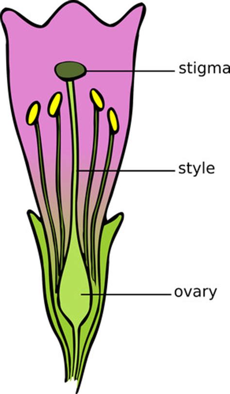 The male flowers produce pollen, while the female. 