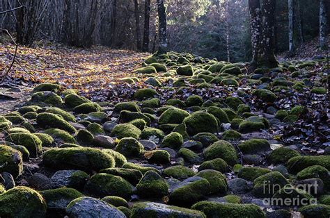 Stone Path In The Forest 8 Photograph By Valdis Veinbergs Pixels