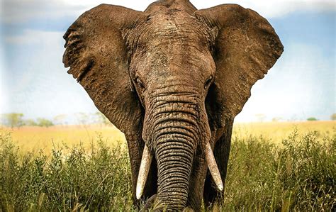 Meet the smartest animals on earth. What&#39;s the smartest animal in the world? Here are the cleverest creatures around - The Sunday Post