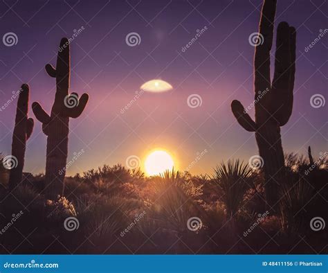 Arizona Desert Cactus Tree Landscape Stock Photo Image Of Nature