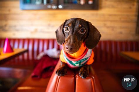 Dachshund Pup Up Cafe Liverpool At Make North Docks Liverpool On 7th Aug 2021 Fatsoma