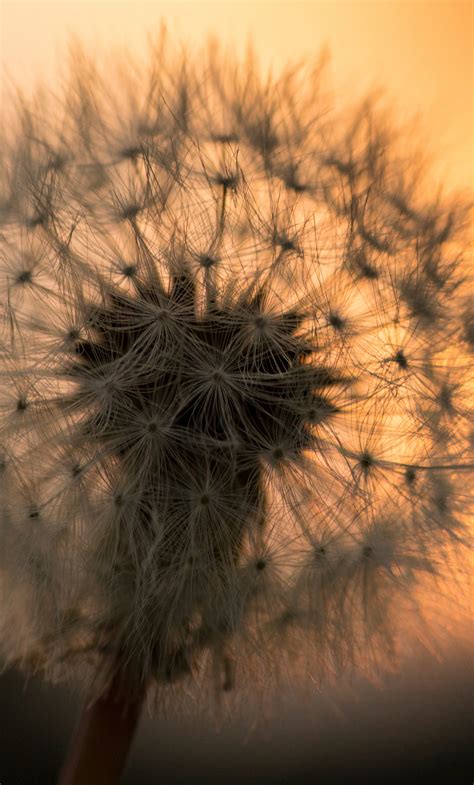 1280x2120 Dandelion Flower 5k Macro Iphone 6 Hd 4k Wallpapers Images