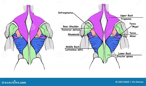 Diagram Of Female Back 30 Year Old Female With Sacral And Lower Back