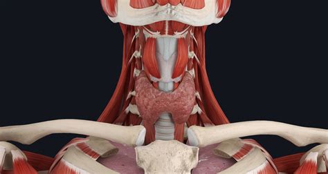 Thyroid Neck Anatomy Diagram Thryoid Anatomy Th Untittled Regrets