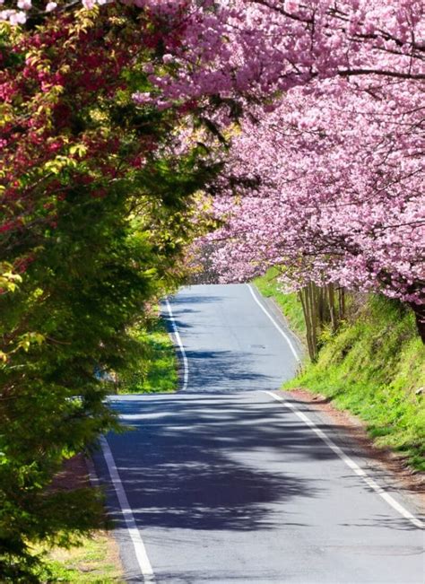 10 Dreamy Places To See Cherry Blossoms In Taiwan In 2024 • Hoponworld