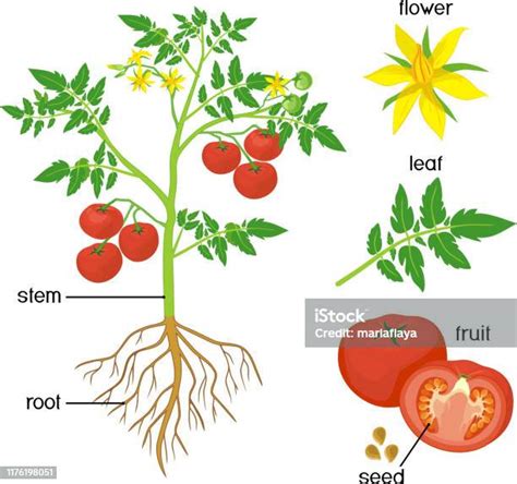 Parts Of Plant Morphology Of Tomato Plant With Green Leaves Red Fruits