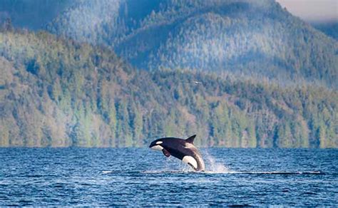 Vancouver Island Wildlife Location In Canada North America Wildlife