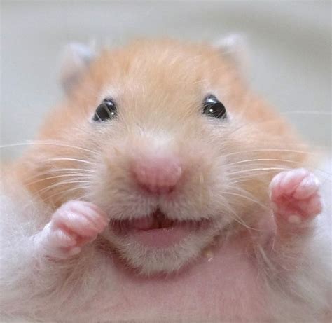 Selfie🐹 ️ Cute Hamsters Cute Small Animals Cute Animals