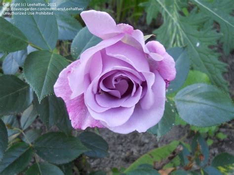 Plantfiles Pictures Hybrid Tea Rose Blue Girl Rosa By