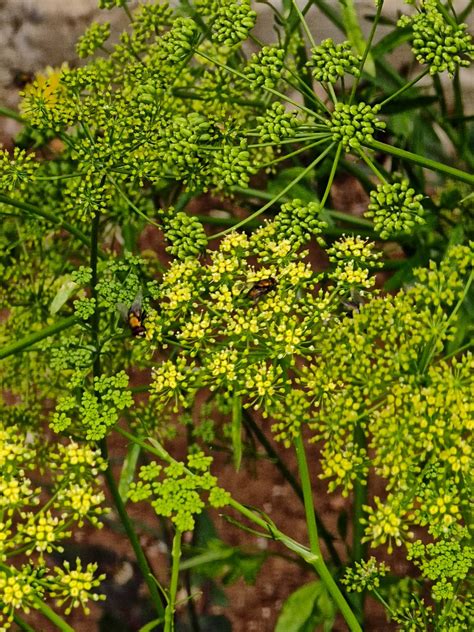 Not only are the insects beautiful, but they have the now, in order to use this secret weapon that mother nature has provided, you have to know how to attract dragonflies. View topic - what is the plant attracts both bees and ...