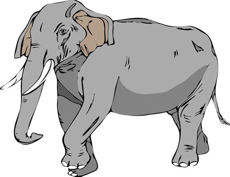 Elefant Stor Djur Gratis Vektorgrafik På Pixabay Pixabay