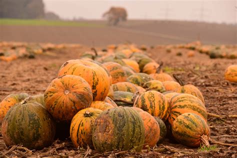 Free Picture Agriculture Pumpkin Vegetable Food Autumn