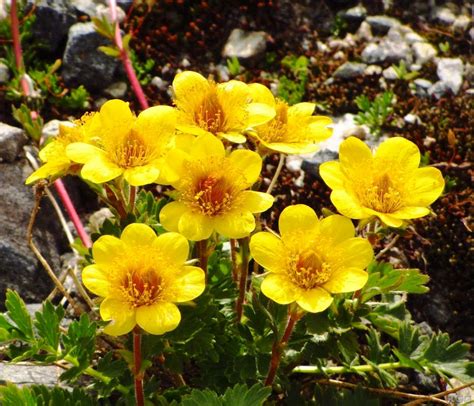 Alpine Flowers In The Silvretta Group Photo Albums Summitpost