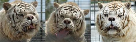 Say Hello To Kenny The Inbred White Tiger With Down Syndrome