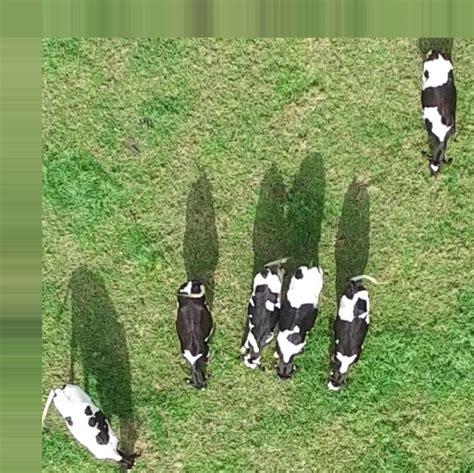Aerial Cows Object Detection Dataset And Pre Trained Model By Roboflow