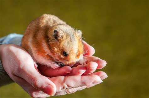 Syrian Hamster Photos Stock Photos Pictures And Royalty Free Images Istock