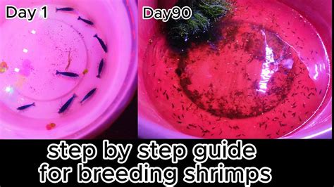 Shrimp Breeding Step By Step Guide HousePetsCare Com