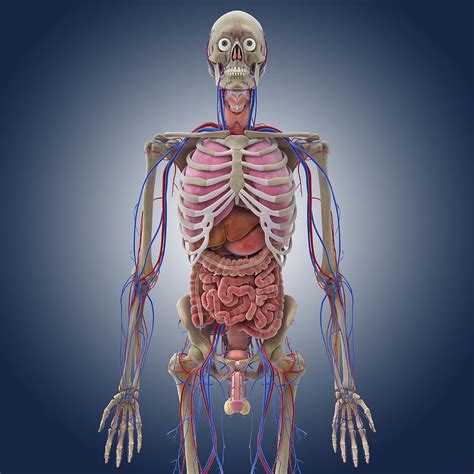 Male Anatomy Artwork Photograph By Science Photo Library Fine Art