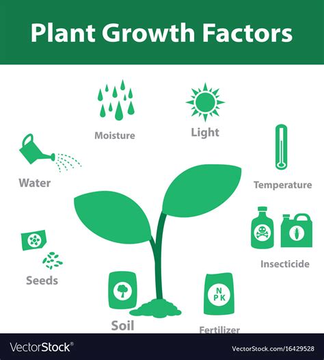 Plant Growth Factor Infographic In Monochrome Vector Image