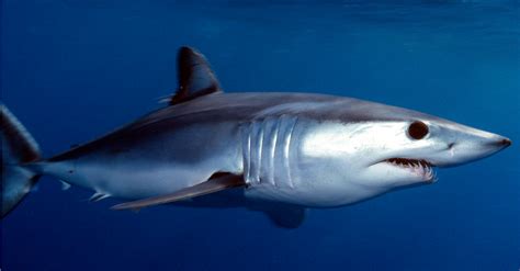 List Nation 10 Most Badass Sharks In The World