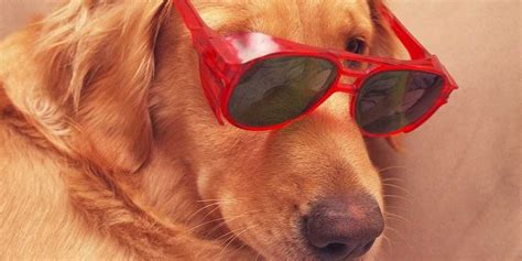 11 Reasons Dogs Are Better Than Cats Business Insider