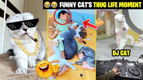 The Funny Cats Thug Life Moment Funniest Animals 2023