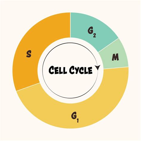 Mapa Conceptual Del Ciclo Celular Fases Y Etapas Sexiz Pix