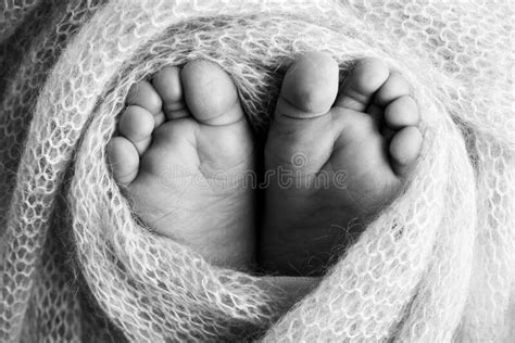 Soft Feet Of A Newborn In A Blancket Close Up Of Toes Heels And Feet
